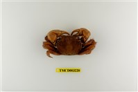 藏品(圓額新脹蟹)的圖片